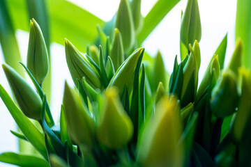 tulips, spring tulips, tulip buds, Yellow tulips in the spring in the sun