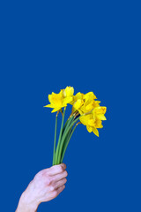 gelbe Narzissen vor blauem Hintergrund zur Unterstützung der Ukraine / der Fotografen-Anteil vom Verkauf wird gespendet / the photographers share of the income will be donated
