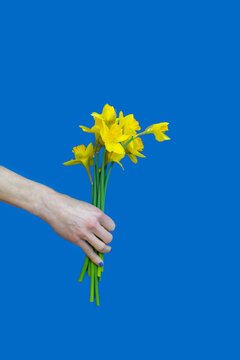 gelbe Narzissen vor blauem Hintergrund zur Unterstützung der Ukraine / der Fotografen-Anteil vom Verkauf wird gespendet / the photographers share of the income will be donated