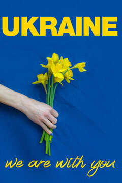 gelbe Narzissen vor blauem Hintergrund zur Unterstützung der Ukraine / der Fotografen-Anteil vom Verkauf wird gespendet / the photographers share of the income will be donated