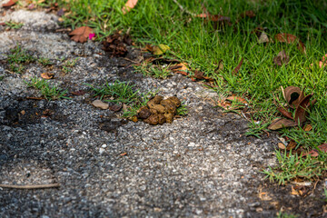 Poop on the street. background of dog poop on the sand ground. dog feces on gravel floor. shit dog on sand floor
