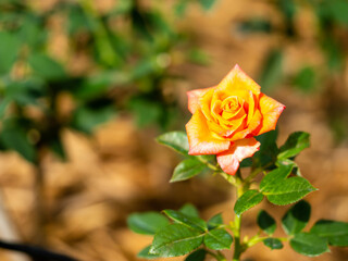 Beautiful red rose Blurred backgrounds, love substitutes