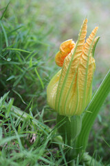 Pumpkin Blossom Flower Squash Summer