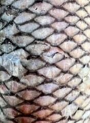 fish scales background © Анастасия Казанская
