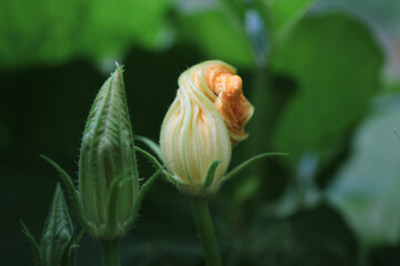 Pumpkin Blossom Flower Squash Summer vertical 