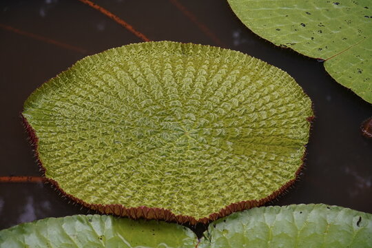 Single young leaf of Vitoria Regia aquatic plant. This species victoria amazonica is the largest of all lilies, native to the tropical rainforest of Amazonas. Near Iranduba, Amazonas, Brazil.