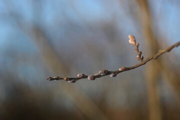 Spring Bud break on the trees.
