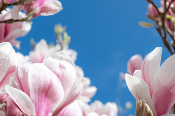 Pink Magnolia Tree with Blooming Flowers during Springtime