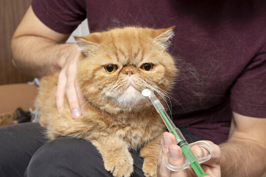 A man at home gives a pill to a sick cat of an exotic shorthair breed. A special syringe for administering drugs to animals.
