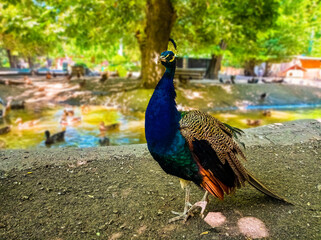 Fototapeta premium beautiful peacock in the zoo on the background of the lake