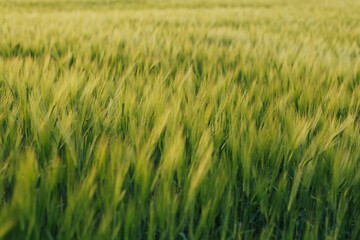 Green wheat field in the sunny day. Agriculture concept.