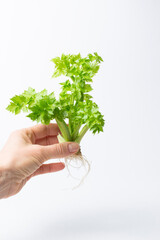 Fototapeta na wymiar green celery sprouts, plant roots in a person's hand