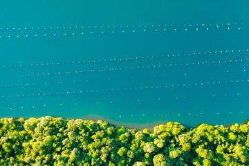 Oyster farm nets on Lim bay at Istria peninsula with green forest. Croatian dense forests growing...