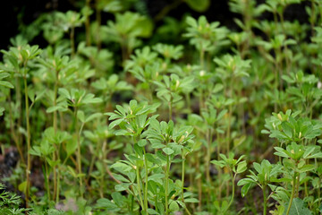 closeup the bunch ripe green Greek plant growing with leaves in the farm over out of focus green brown background.