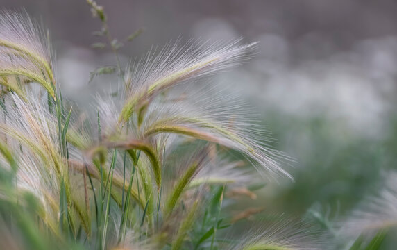 Close up shot of Foxtail barley grass