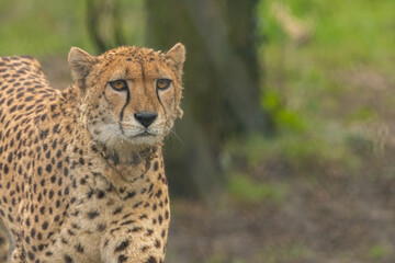 Cheetah (Acinonyx jubatus) portrait. Beautiful African predator.