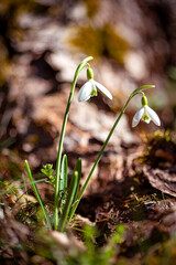 blooming snowdrop - Galanthus nivalis - in natural habitat