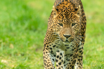 Fototapeta na wymiar Sri Lankan leopard (Panthera pardus kotiya) prowling. Beautiful big cat portrait.