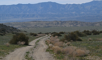  Dirt road early spring Carrizo Plain California.