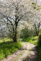 Feldweg durch blühende Kirschbäume