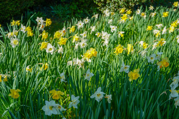 Fototapeta premium Close up of daffodil flowers in the spring 