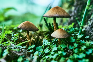 Wild Mushroom