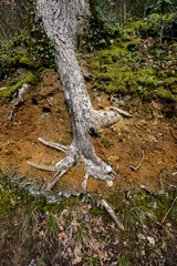 old trees along the river Lerryn Cornwall