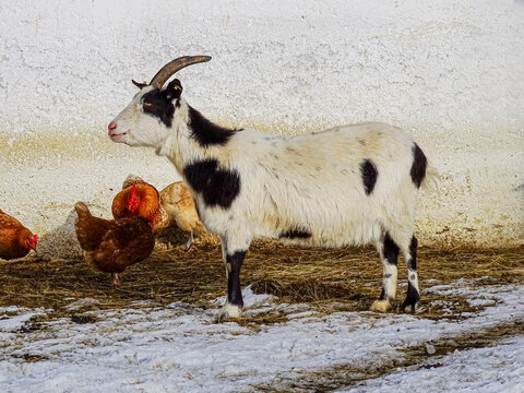 a black and white goat together with some chocken