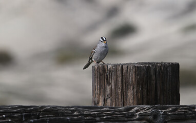  White crowned sparrow perched on fence post Carrizo Plain California.