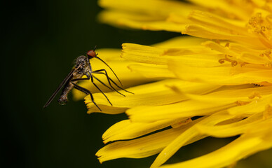 close-up view of a mosquito feeding nectar on blooming dandelion