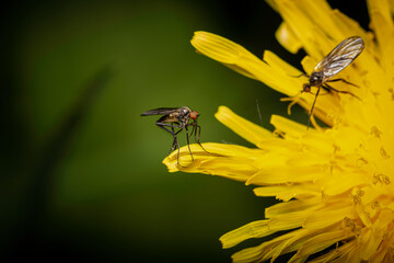 close-up view of a mosquito feeding nectar on blooming dandelion © Herbert