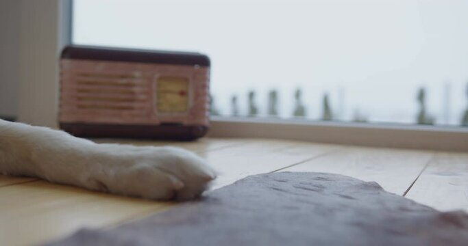 the paw of a large white wolf dog against the background of a window and a radio speaker lies on a wooden light floor against the background of snow and winter outside the window. static frame