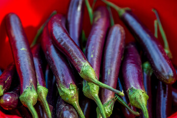 Long purple eggplant vegetables in a red bowl. Close-up views of farm-fresh purple eggplant vegetables.
