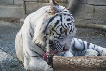 動物園にいるホワイトタイガーが可愛くて癒される