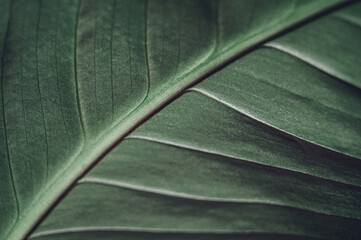 Green leaves. Texture. Green background. Nature