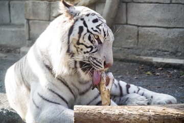 動物園にいるホワイトタイガーが可愛くて癒される