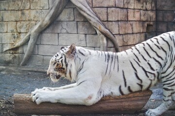 動物園にいるホワイトタイガーが可愛くて癒される