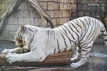 動物園にいるホワイトタイガーが可愛くて癒される