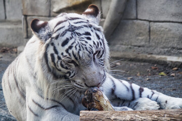 動物園にいるホワイトタイガーが可愛くて癒される