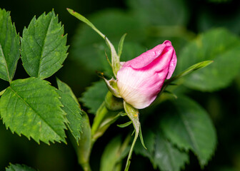 the bud of a pink dog rose - Rosa canina
