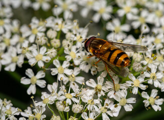  close up view of hoverfly or hover fly or syrphid fly or flower fly out of family Syrphidae, in...