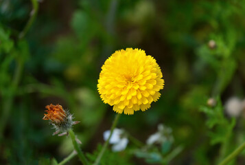 Spring flowering Crepis (lat. - Crepis palaestina)