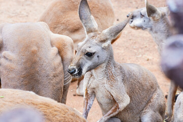 Naklejka na ściany i meble Close up of a young kangaroo waiting for foods among its group.
