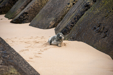 Seal pup rests among the shelter of stones on the beach after a storm