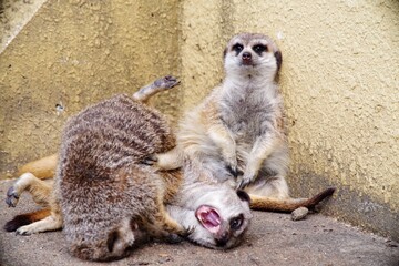ミーアキャット達が喧嘩したり仲直りしたりとても可愛くて癒やされる
