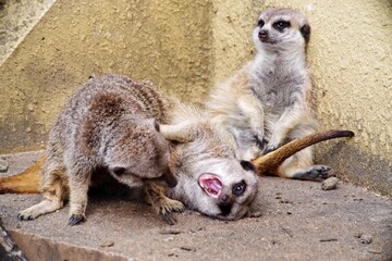 ミーアキャット達が喧嘩したり仲直りしたりとても可愛くて癒やされる