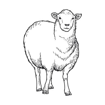 sheep goat or long horn 