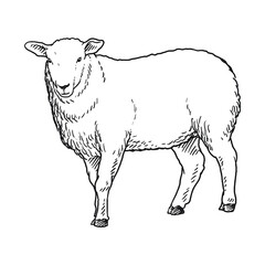 sheep goat or long horn 