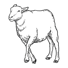 sheep goat or long horn 