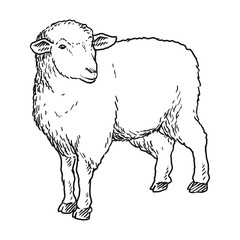 sheep goat or long horn 